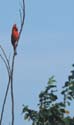 Cardinal_rouge_2