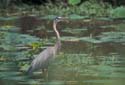 Grand_Heron_3