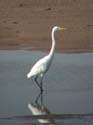 Grande_Aigrette_2