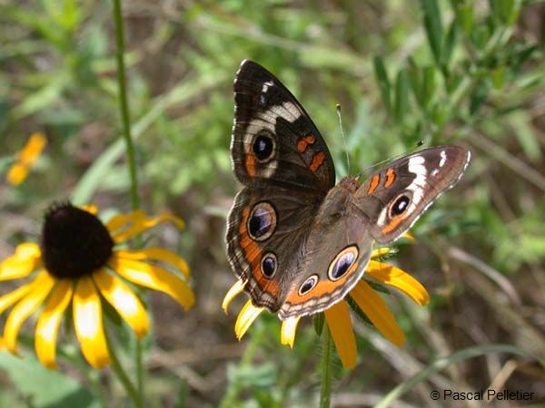 Common_Buckeye_20