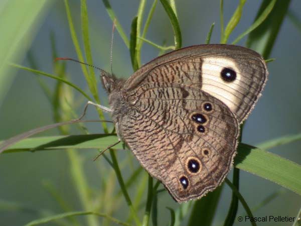 Common_Wood_Nymph_06