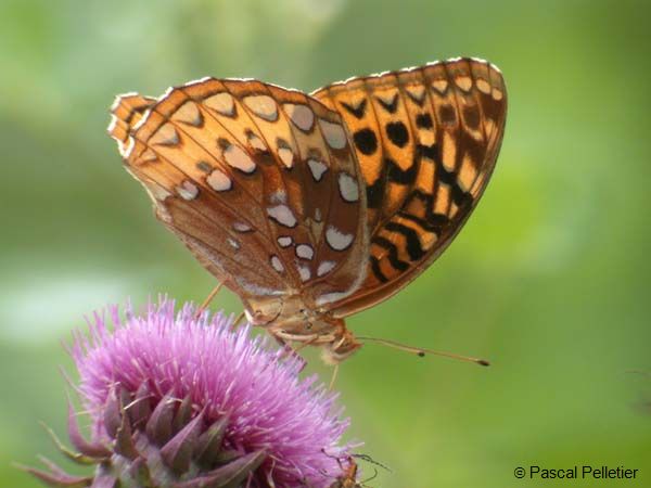 Great_Spangled_Fritillary_24