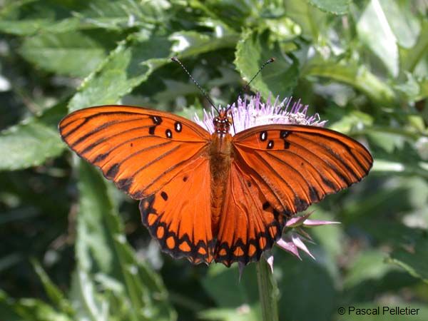 Gulf_Fritillary_02