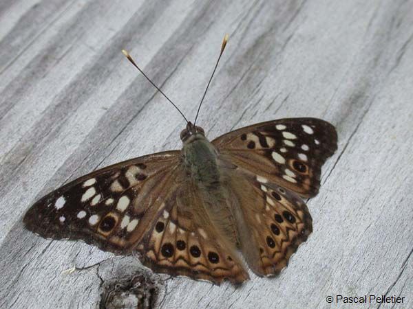 Hackberry_Emperor_04