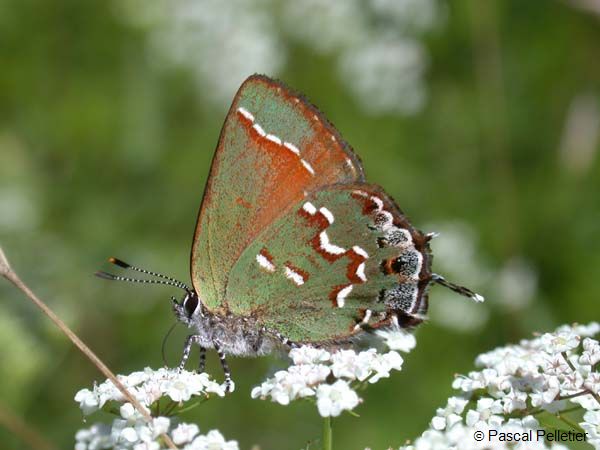 Juniper_Hairstreak_05