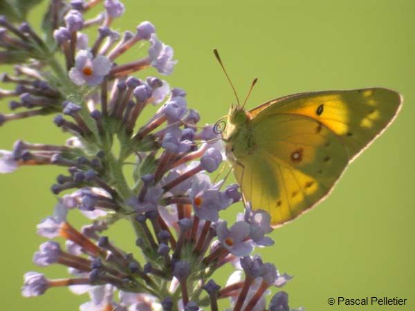 Orange_Sulphur_26