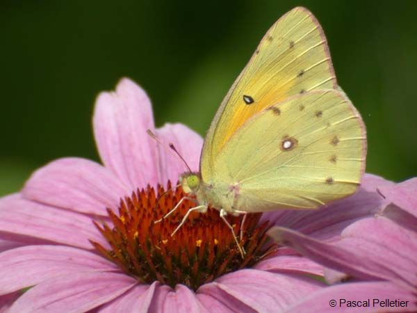 Orange_Sulphur_35