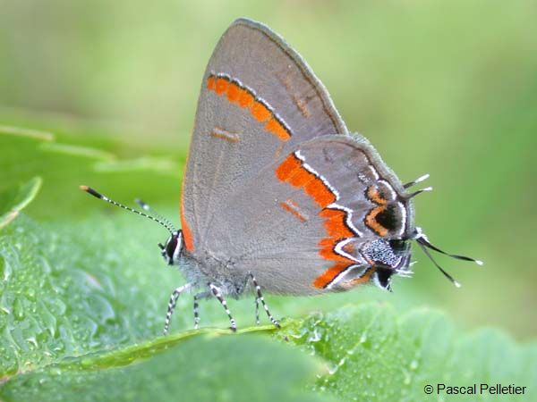 Red_Banded_Hairstreak_07