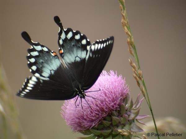 Spicebush_Swallowtail_05