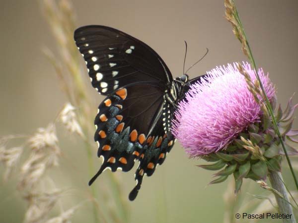 Spicebush_Swallowtail_07