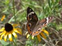 Common_Buckeye_20