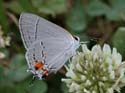 Gray_Hairstreak_08