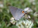 Gray_Hairstreak_38