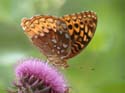 Great_Spangled_Fritillary_24
