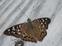Hackberry_Emperor_04