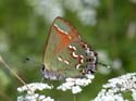 Juniper_Hairstreak_05