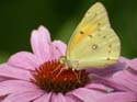 Orange_Sulphur_35