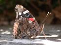 Red_Admiral_12
