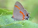 Red_Banded_Hairstreak_07
