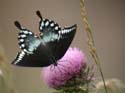 Spicebush_Swallowtail_05