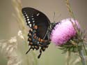 Spicebush_Swallowtail_07