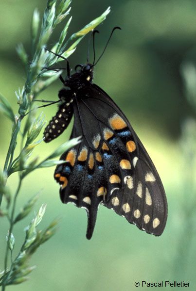 Black_swallowtail_1