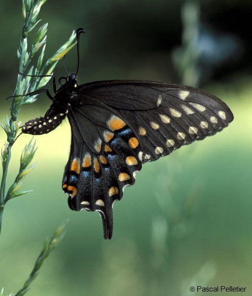 Black_swallowtail_2