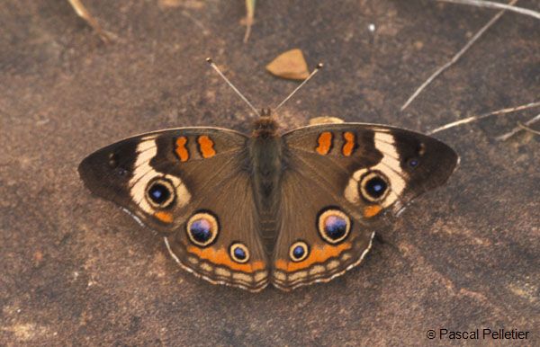 Common_Buckeye