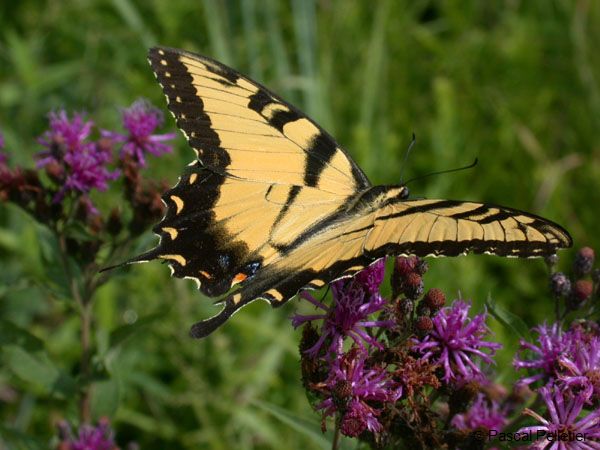 Eastern_Tiger_Swallotail_2