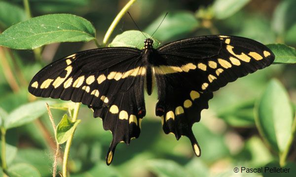 Giant_swallowtail_1