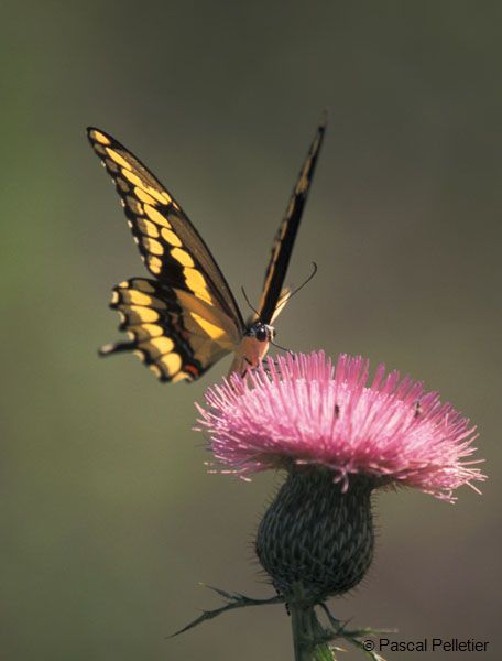 Giant_swallowtail_3