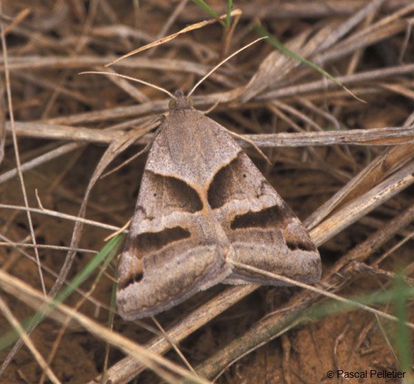 Papillon_Indetermine_1