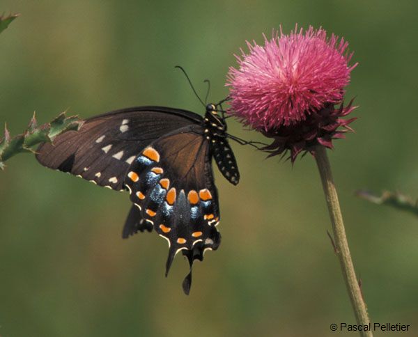 Spicebush_swallowtail_2