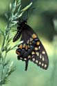 Black_swallowtail_1