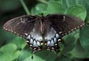 Eastern_tiger_swallowtail