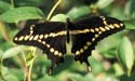 Giant_swallowtail_1