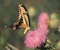Giant_swallowtail_2