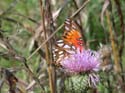 Gulf_Fritillary_2