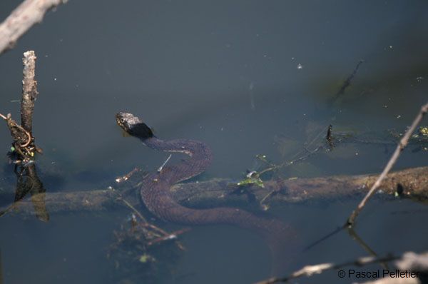 Watersnake_indetermine_2