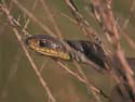 Eastern_Yellowbelly_Racer_1
