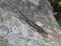 Five-lined_Skink_1