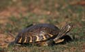 Red-Eared_Slider_2